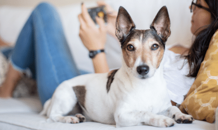 Andrew Rosindell MP: It’s time for a pet in every home