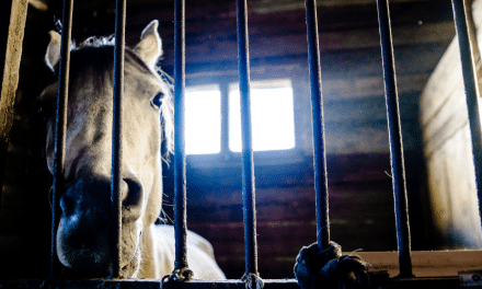 The fight against Canada’s horse meat trade