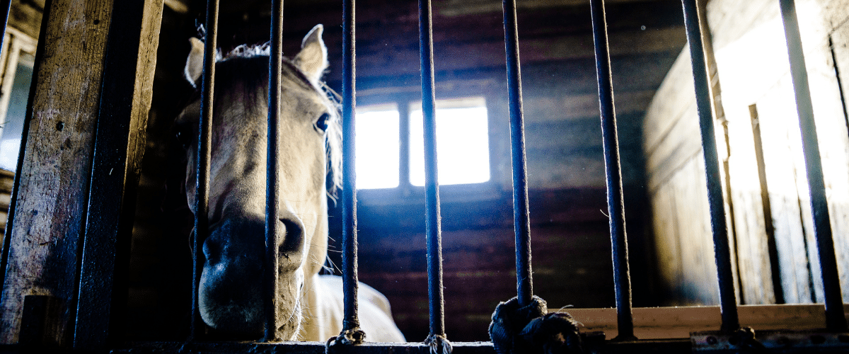 The fight against Canada’s horse meat trade