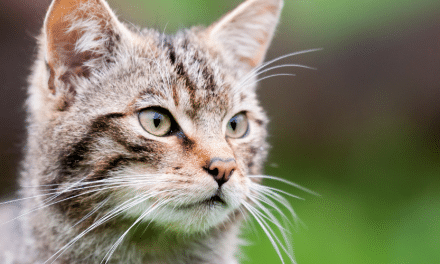 Bureau rejects Scottish Wildcat Haven Bern Convention complaint