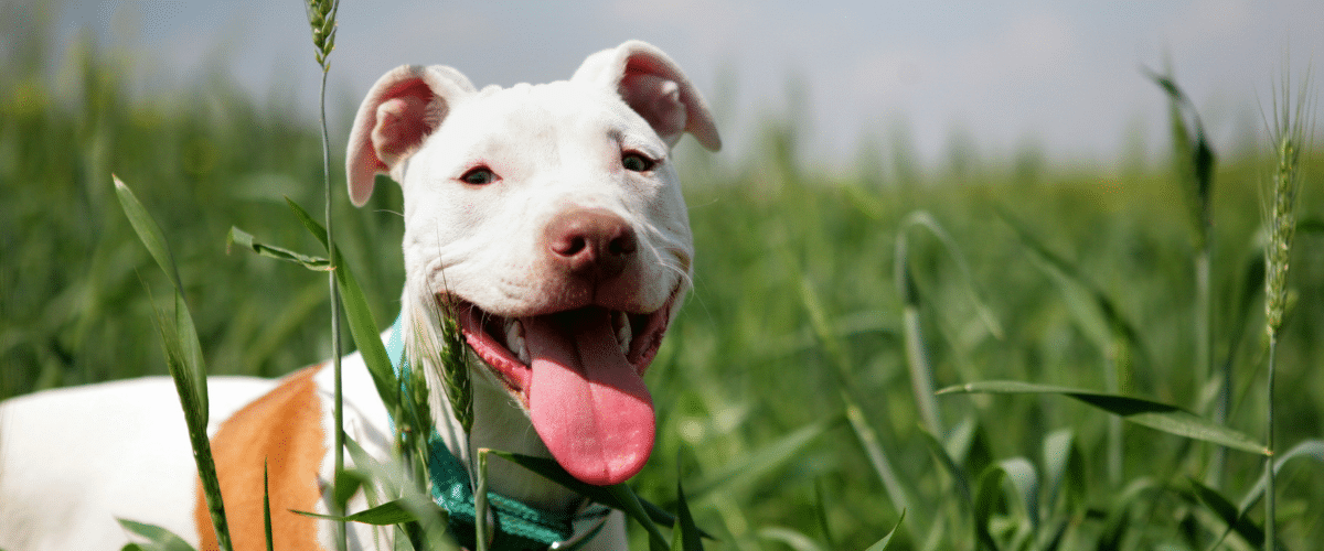 National Pitbull Awareness Day: A perspective on our relationship with pitbull types and legal controls