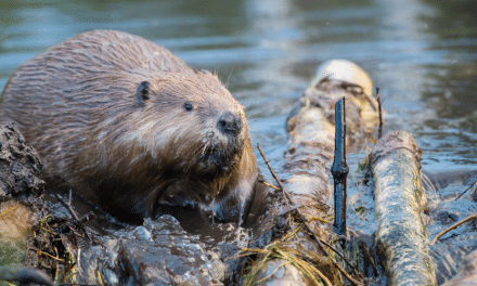 The role of beavers in UK ecosystems