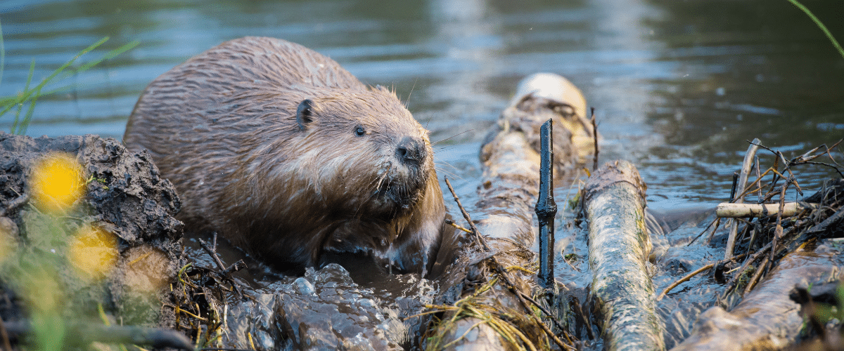 The role of beavers in UK ecosystems