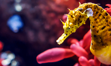 judicial review of UK oil law and the danger to seahorses