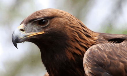 Golden eagles: A persecuted species