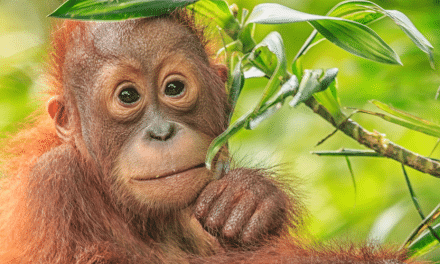 Deforestation, palm oil, and the effects on wildlife