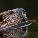 A-LAW Members help secure legal victory for Scottish beavers