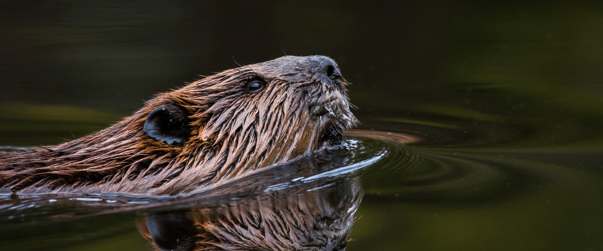 A-LAW Members help secure legal victory for Scottish beavers