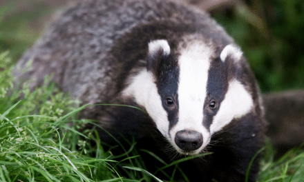 Podcast: Legal challenges to Government decisions on badger culling and the Ivory Act 2018