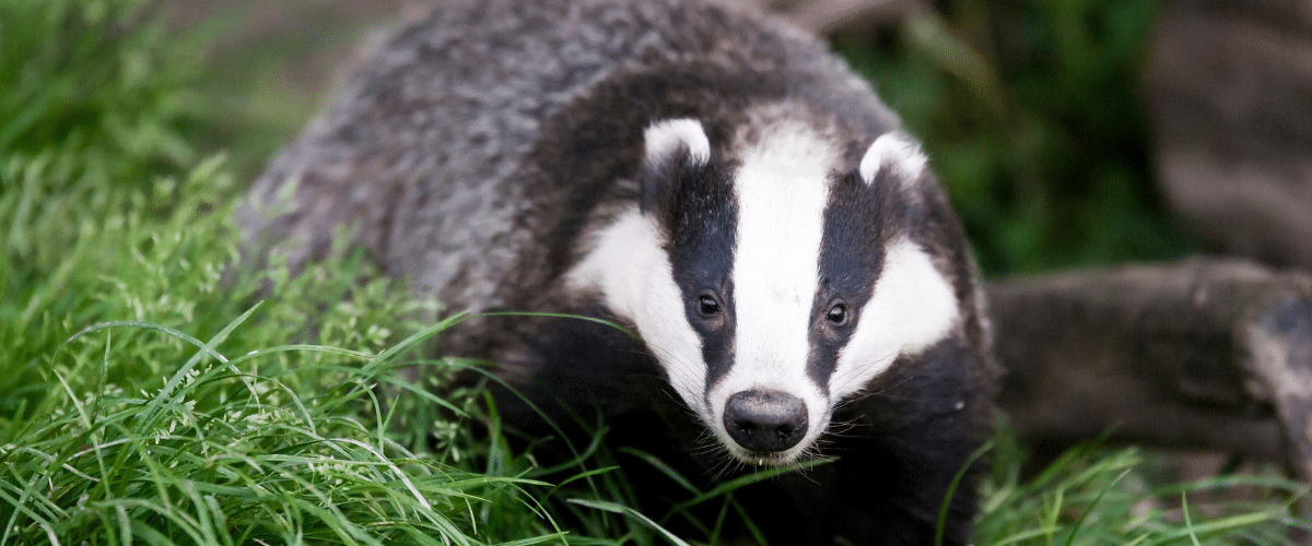 Podcast: Legal challenges to Government decisions on badger culling and the Ivory Act 2018