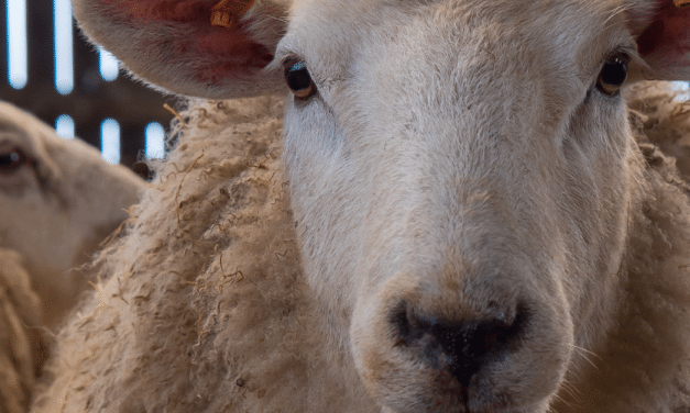 Podcast: Non-stun slaughter and religious freedoms – Finding a balance