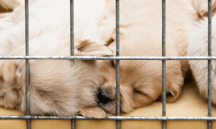 Podcast: A legal perspective on puppy farming and dog theft in Ireland