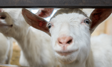 Sentient Rights v Animal Rights: Advantages and Disadvantages