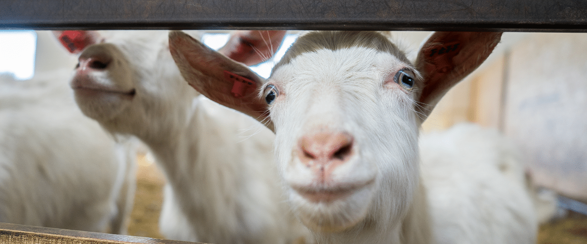 Sentient Rights v Animal Rights: Advantages and Disadvantages