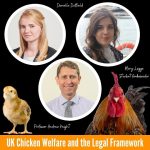 Video: UK Chicken Welfare: What should we know? What do we need to consider?