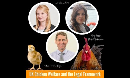 Video: UK Chicken Welfare: What should we know? What do we need to consider?