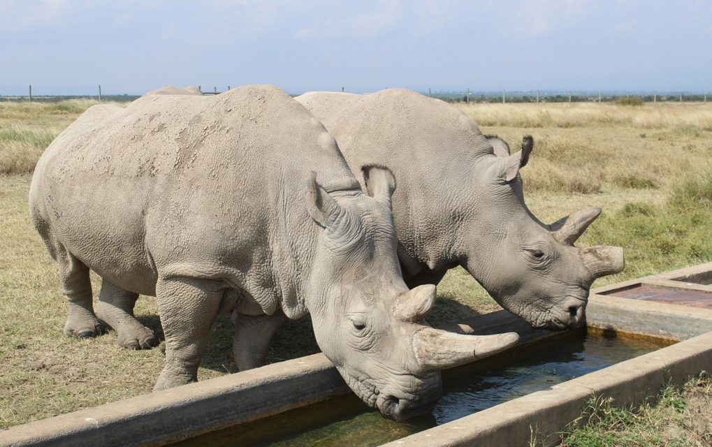 Najin and Fatu: The Last Two Northern White Rhinos
