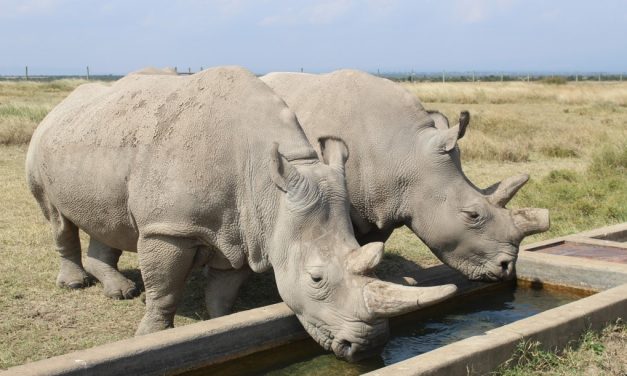 Najin and Fatu: The Last Two Northern White Rhinos