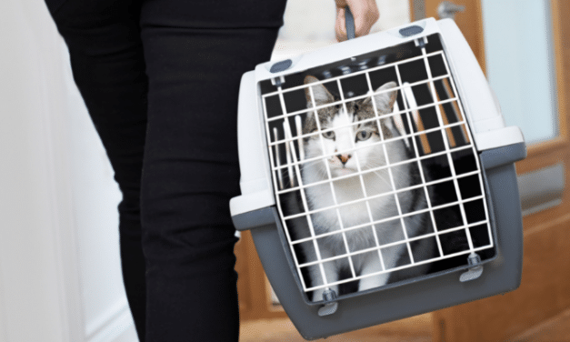 The Updated Renters’ Rights Bill (2024) Awaits its Second Reading in the House of Commons – but still no progress on improving security for companion animals