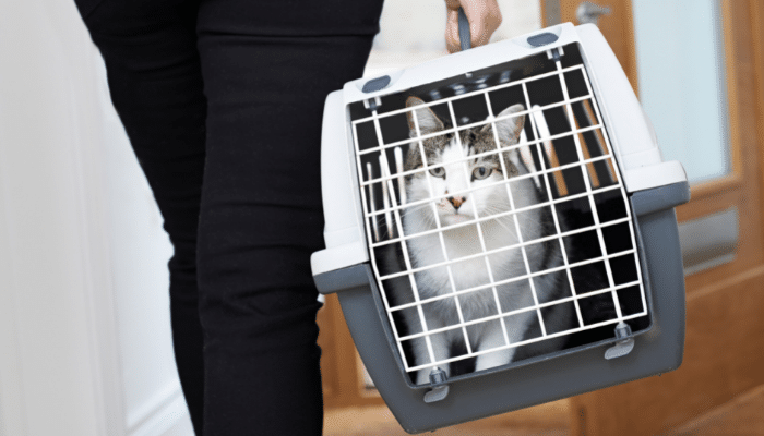 The Updated Renters’ Rights Bill (2024) Awaits its Second Reading in the House of Commons – but still no progress on improving security for companion animals