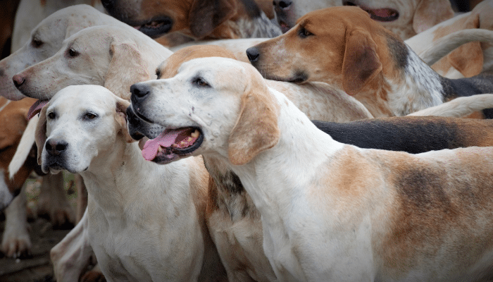 Sentencing Council Guidelines for Animal Cruelty Offences