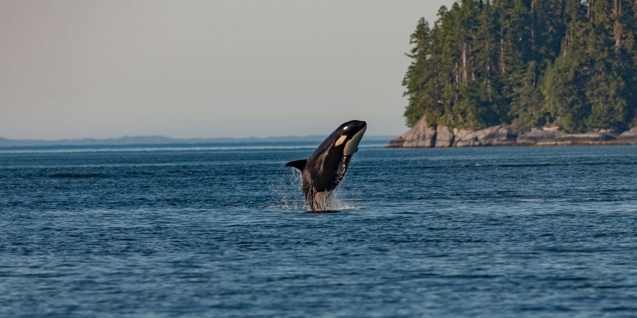 Orcapedia: A Guide to the Victims of the International Orca Slave Trade by Captain Paul Watson & Tiffany Humphrey