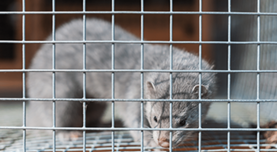 Ireland moves to ban fur farming