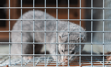 Ireland moves to ban fur farming