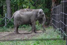 A Licence to Languish: Elephants and The Zoo Licencing Act 1981 