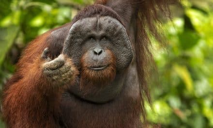 Chile Supreme Court Dismisses Orangutan ‘Personhood’ Petition
