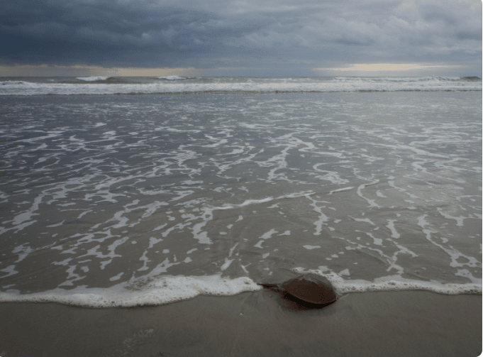 The Pressing Need for Horseshoe Crab Protection
