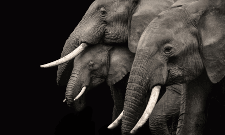 An Analysis of the UK’s Ivory Act