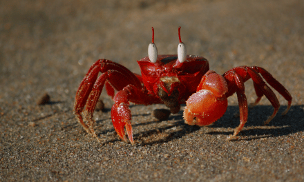 A Deep Dive: Exploring the truth behind UK fish and crustacean welfare