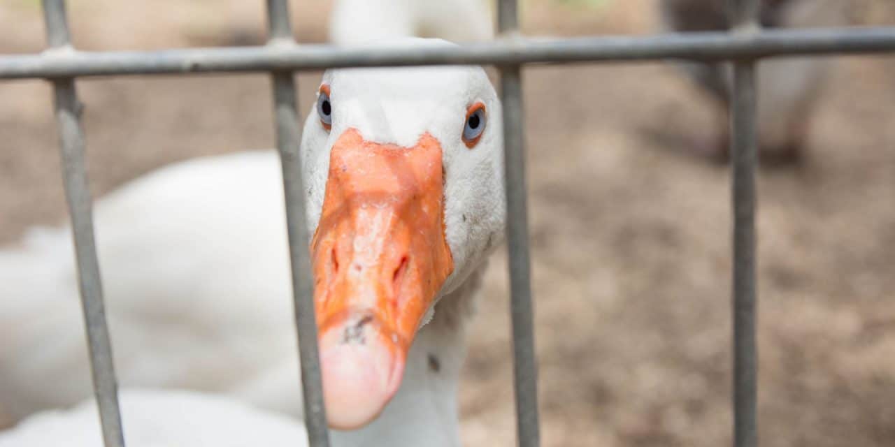 Why should the UK ban the import of foie gras?