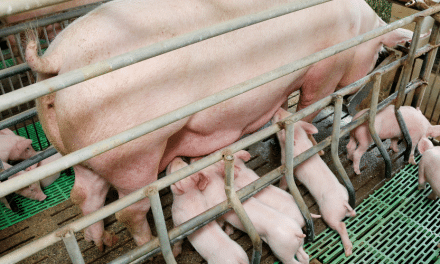 Prop 12 law to protect farmed animals upheld by US Supreme Court: Analysis