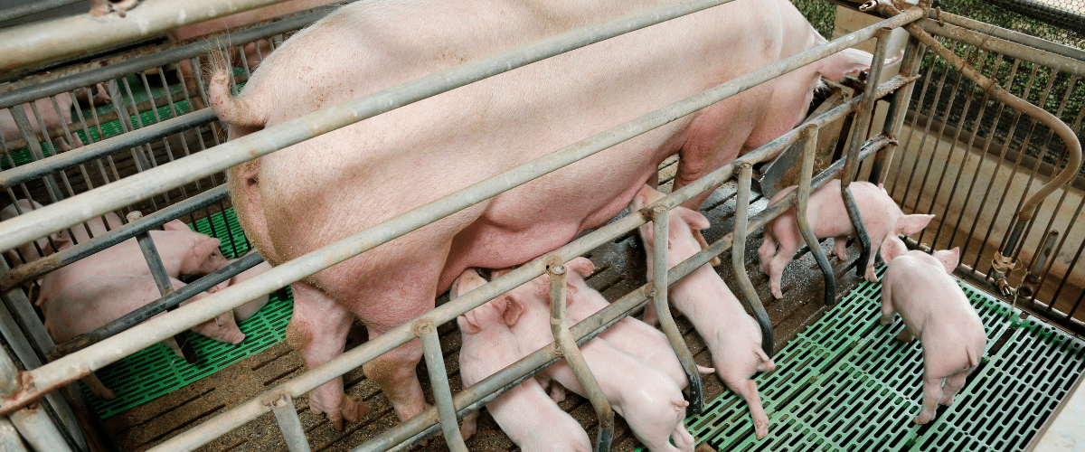 Prop 12 law to protect farmed animals upheld by US Supreme Court: Analysis